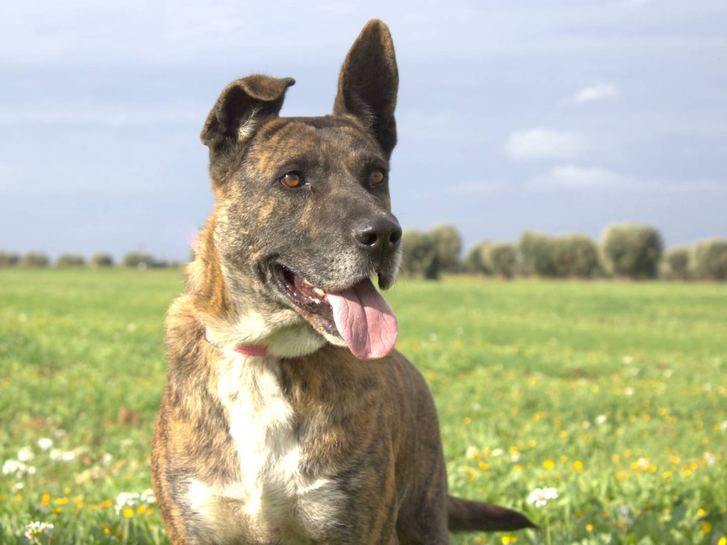 Adotta un cane, maschio, 6 anni  e 6 mesi , Taranto