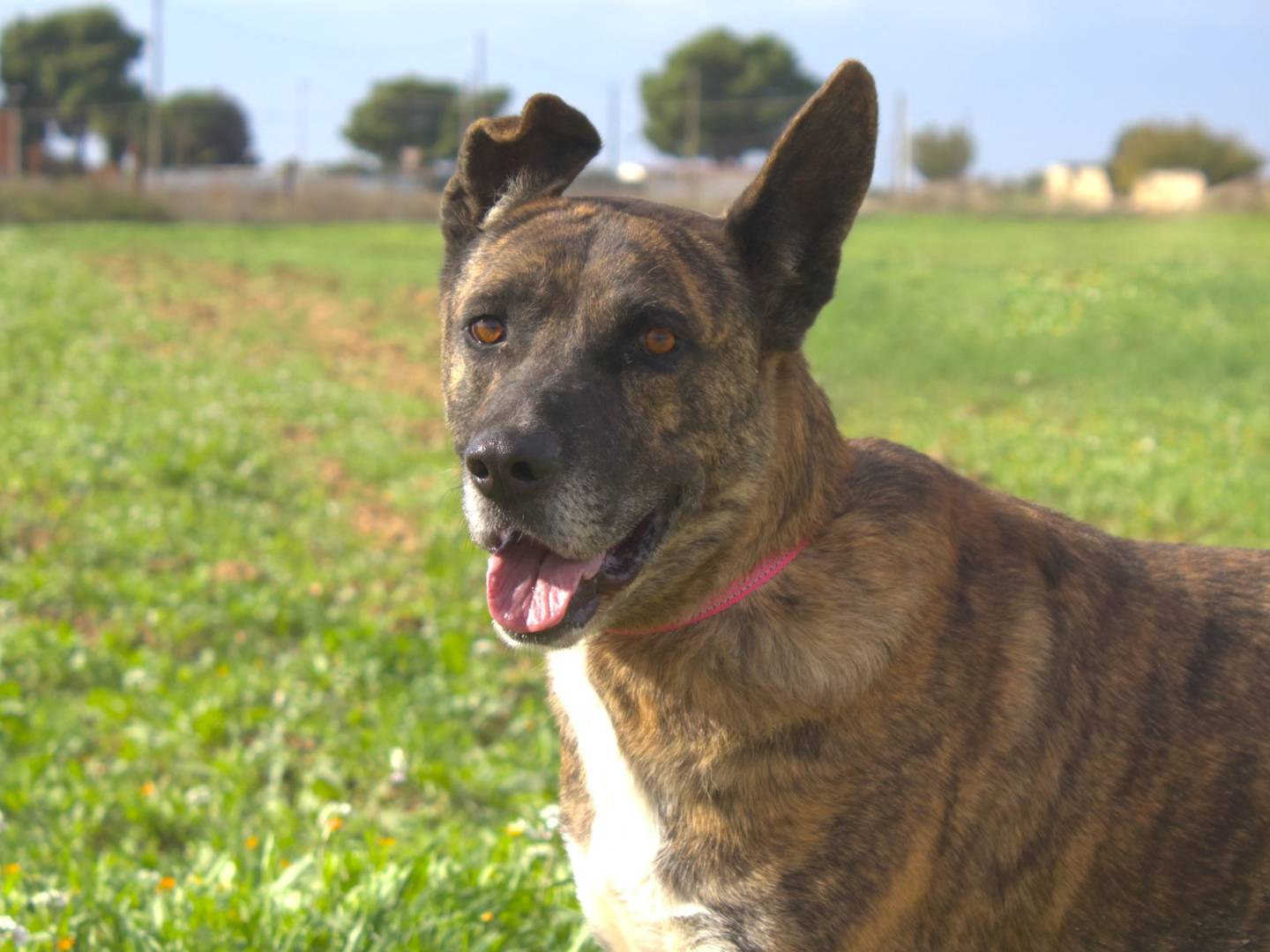 Adotta un cane, taglia grande, maschio, Taranto