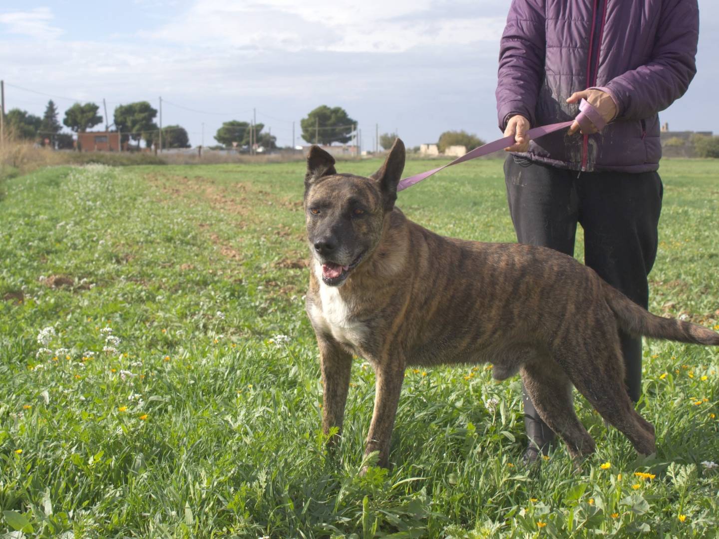 Vuoi adottare un cane a Taranto?
