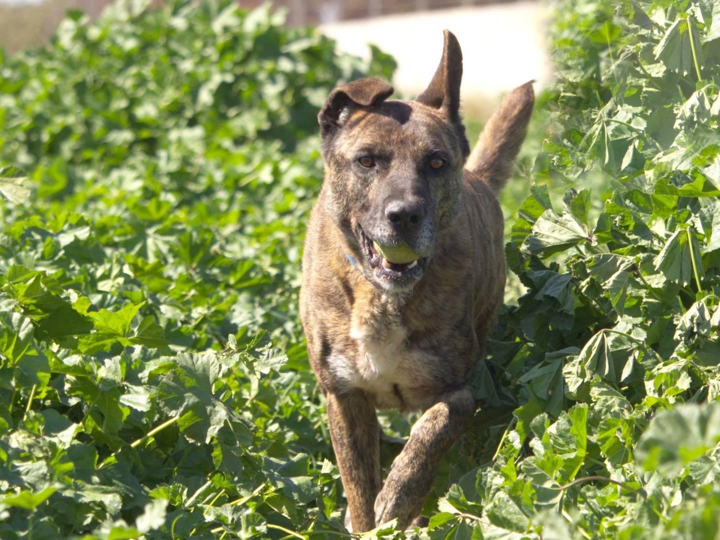 Adotta il cane Jack a Taranto