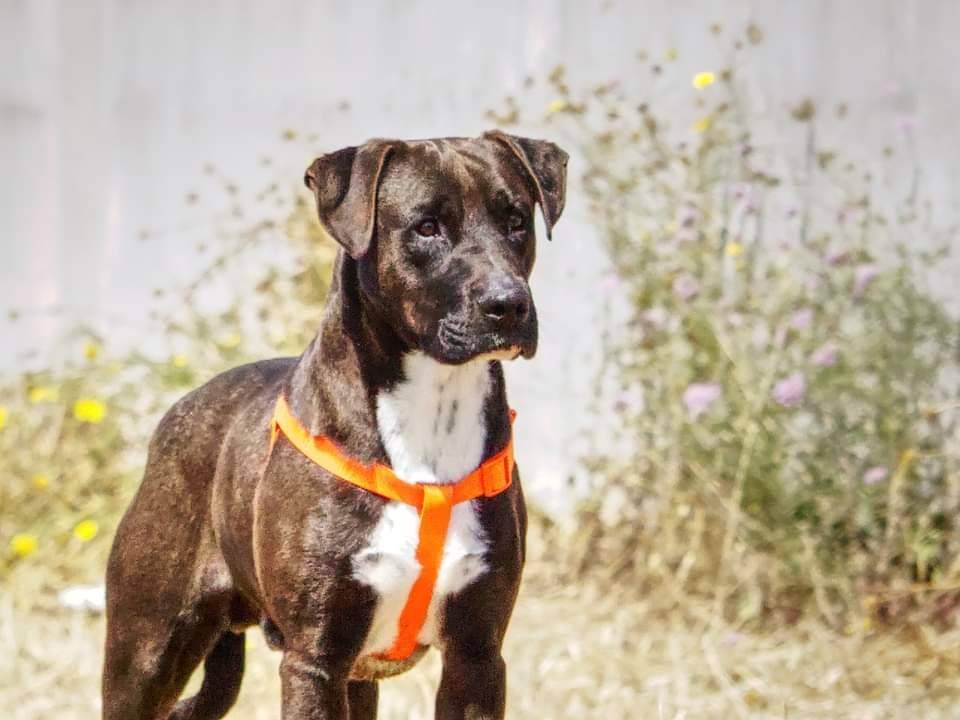 Adotta un cane, taglia media, maschio, Taranto