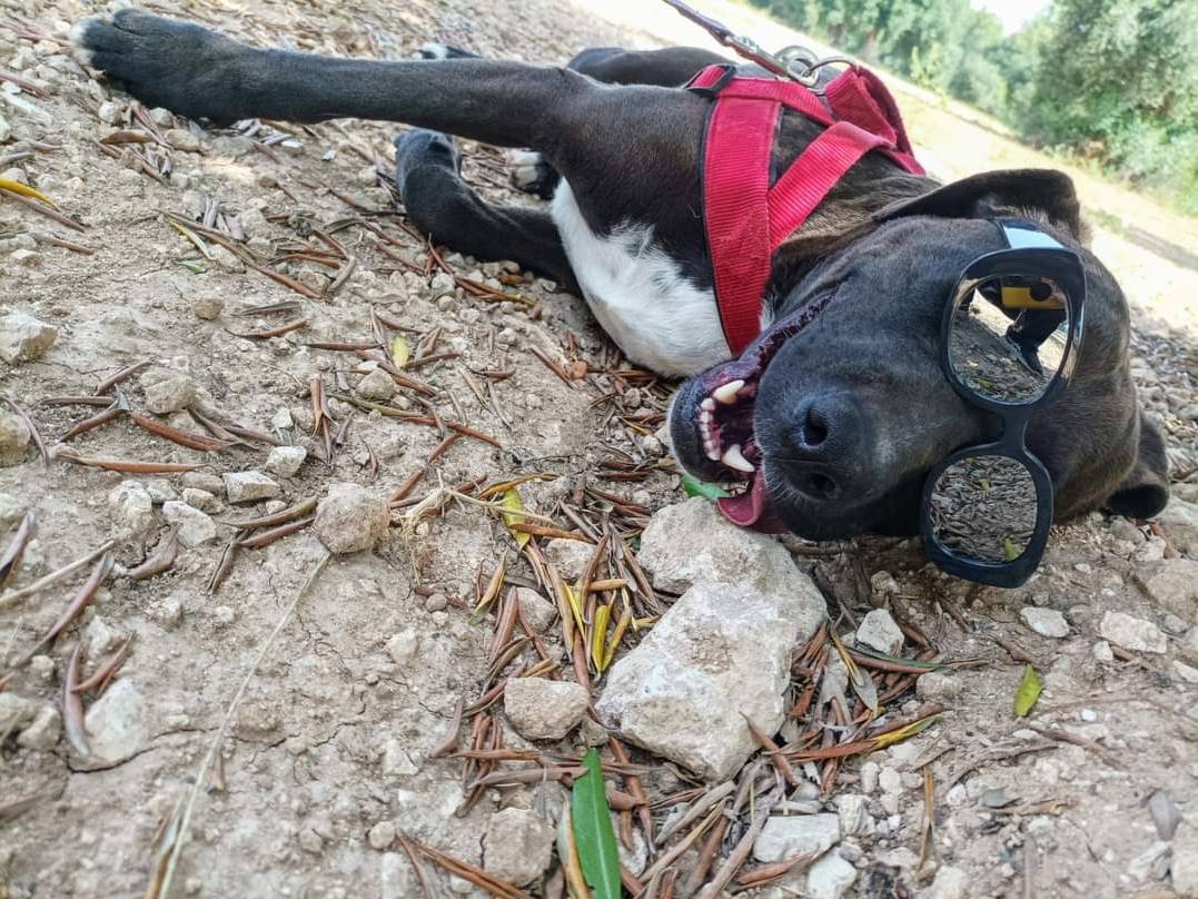 Vuoi adottare un cane a Taranto?