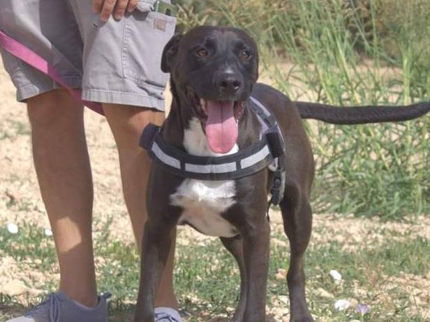 Adotta il cane Cesare a Taranto