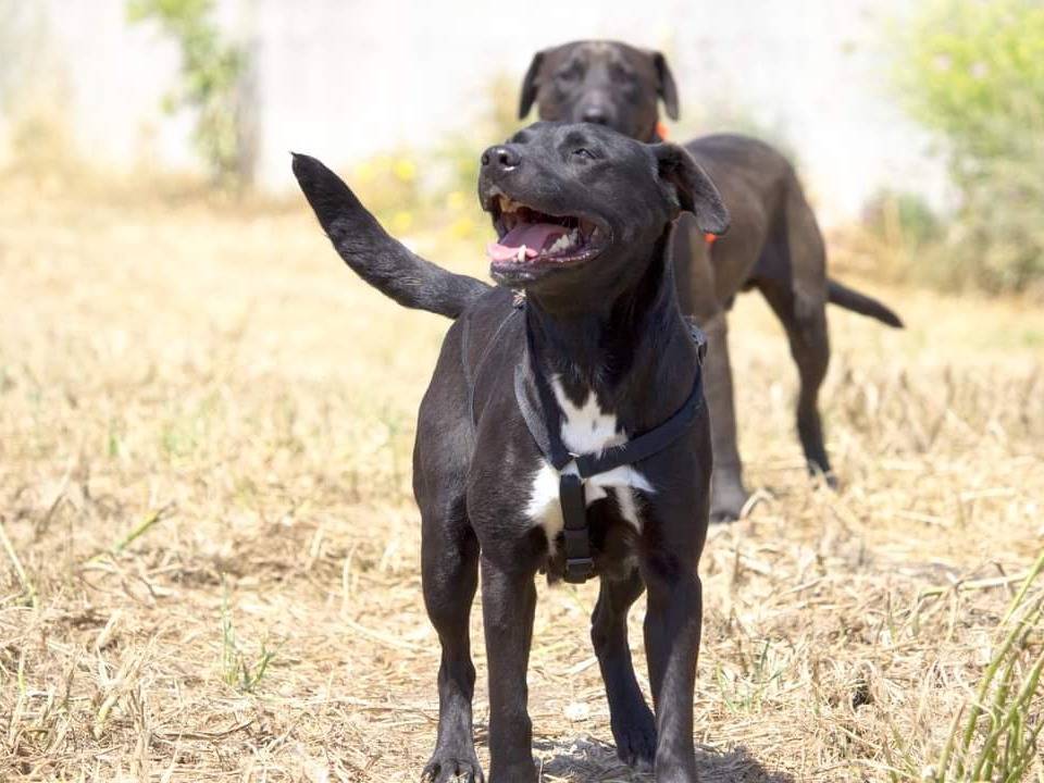 Adotta un cane, femmina, 2 anni  e 11 mesi , Taranto