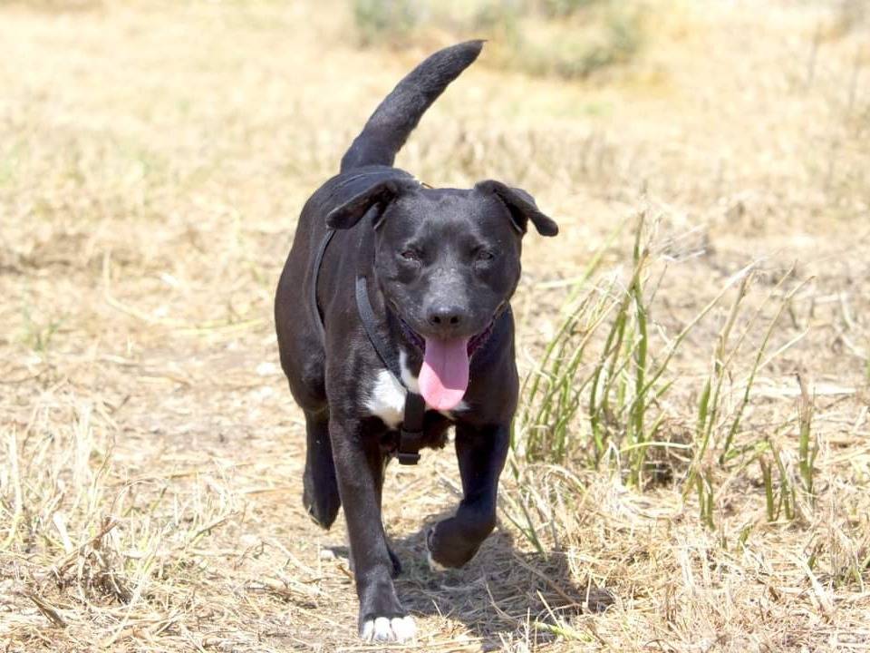 Adotta un cane, taglia media, femmina, Taranto