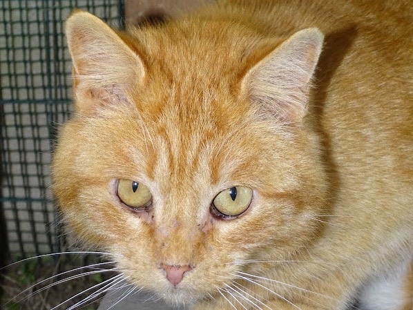 Adotta un gatto, taglia non valida, maschio, Ancona
