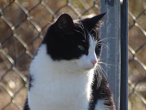 Foto 2 dell'animale