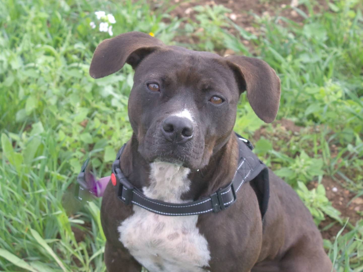 Adotta un cane, femmina, 7 anni  e 2 mesi , Taranto