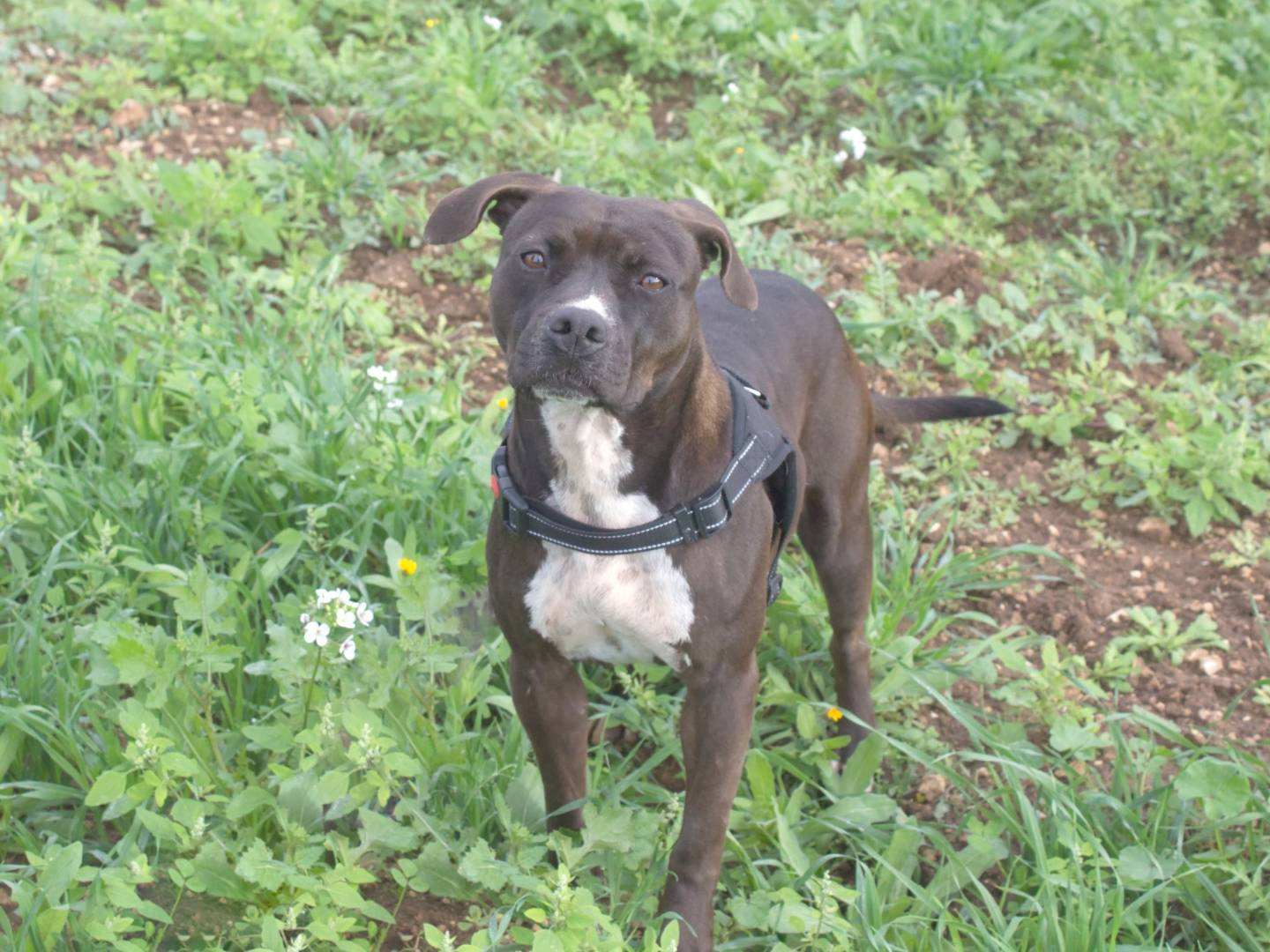Adotta un cane, taglia media contenuta, femmina, Taranto