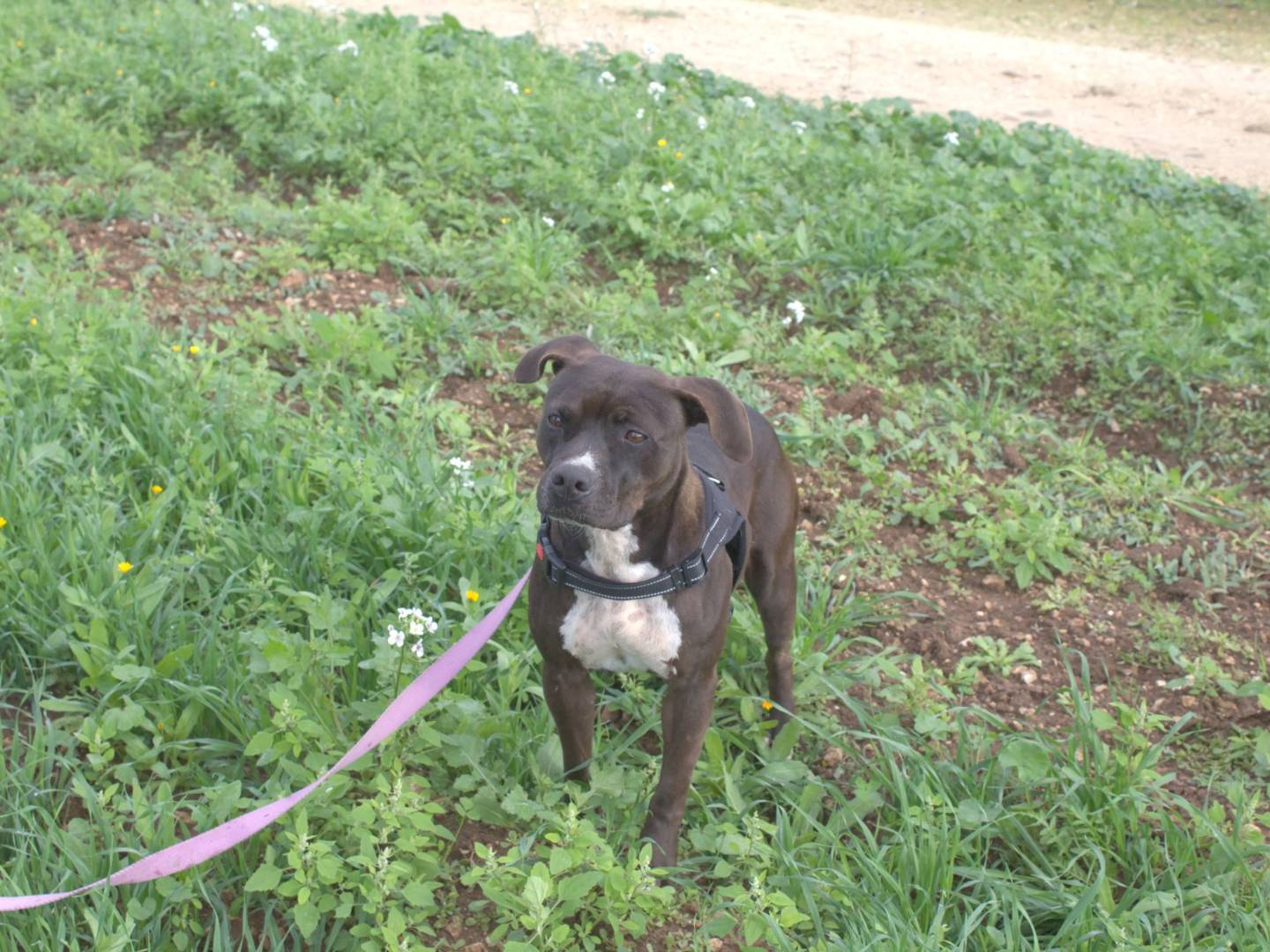 Vuoi adottare un cane a Taranto?