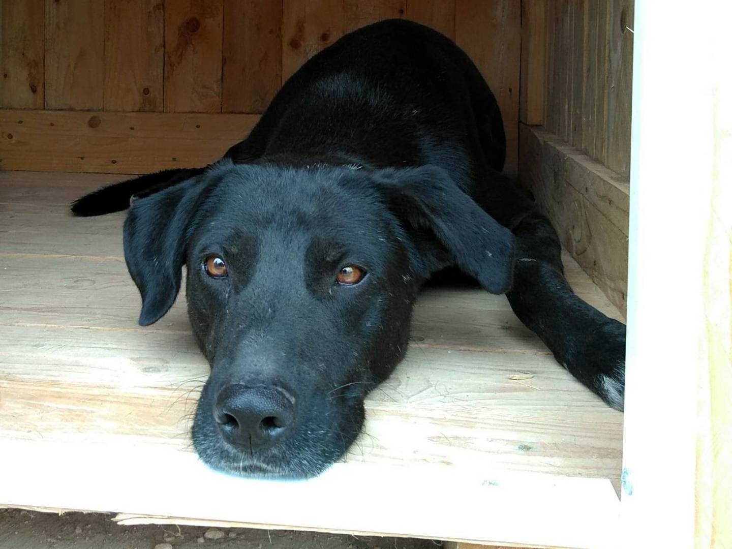 Adotta un cane, maschio, 8 anni  e 5 mesi , Taranto