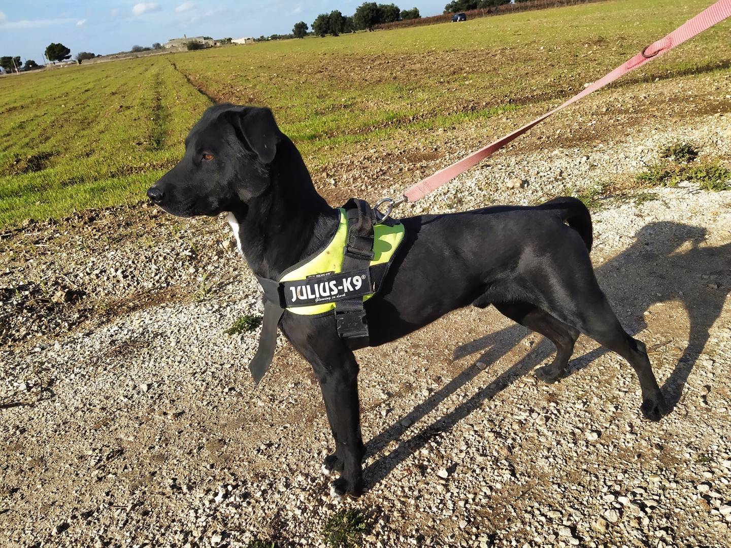 Adotta il cane GASPARE a Taranto