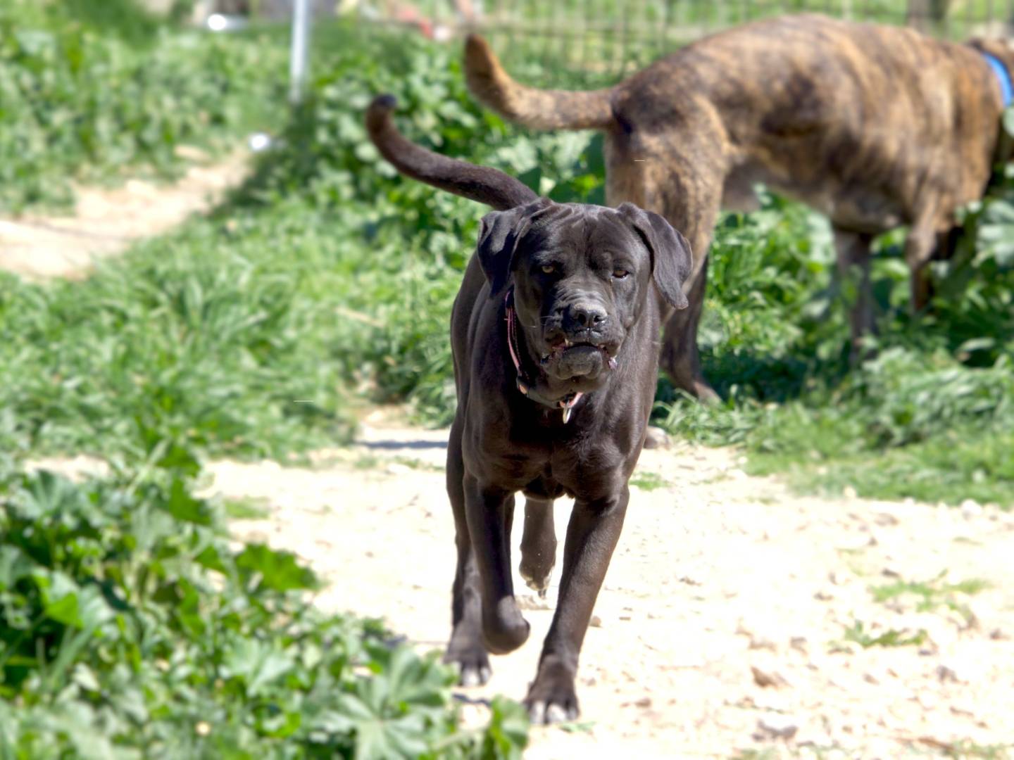 Adotta un cane, femmina, 4 anni  e 10 mesi , Taranto