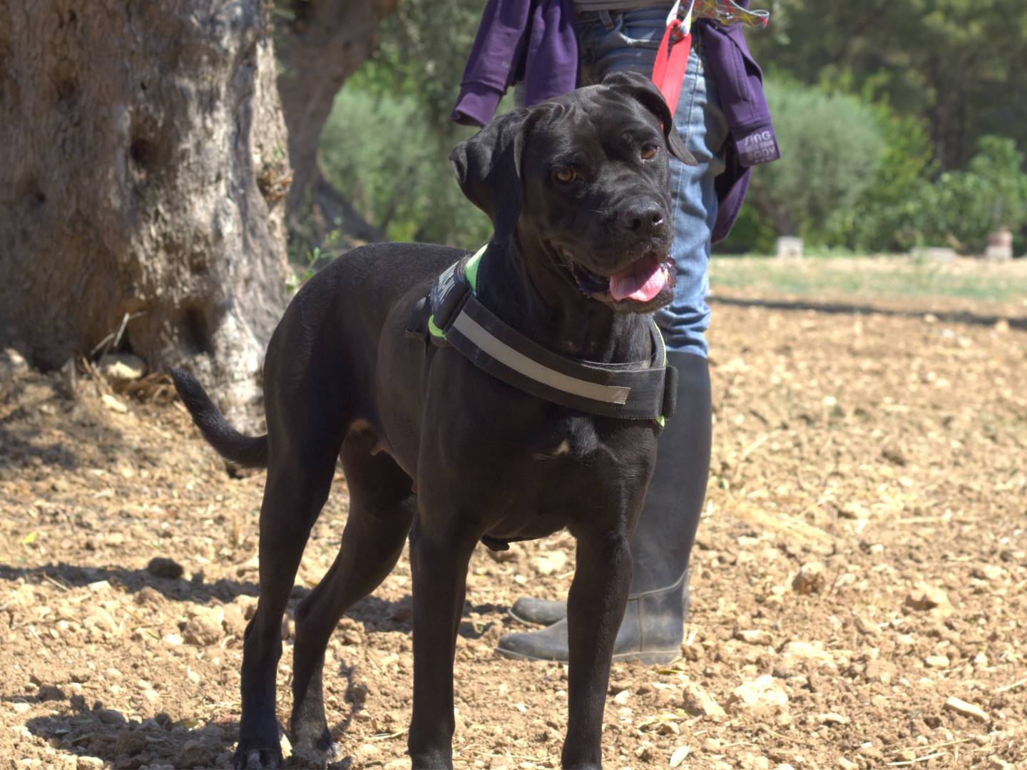 Adotta un cane, taglia grande, femmina, Taranto