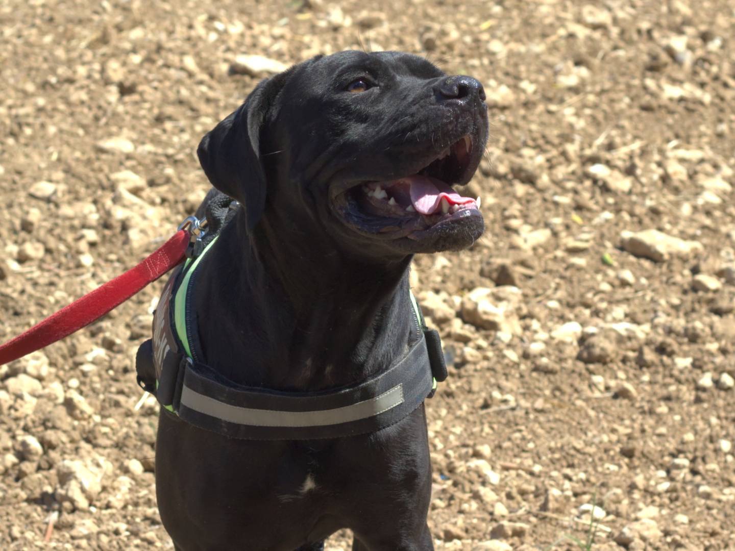 Vuoi adottare un cane a Taranto?