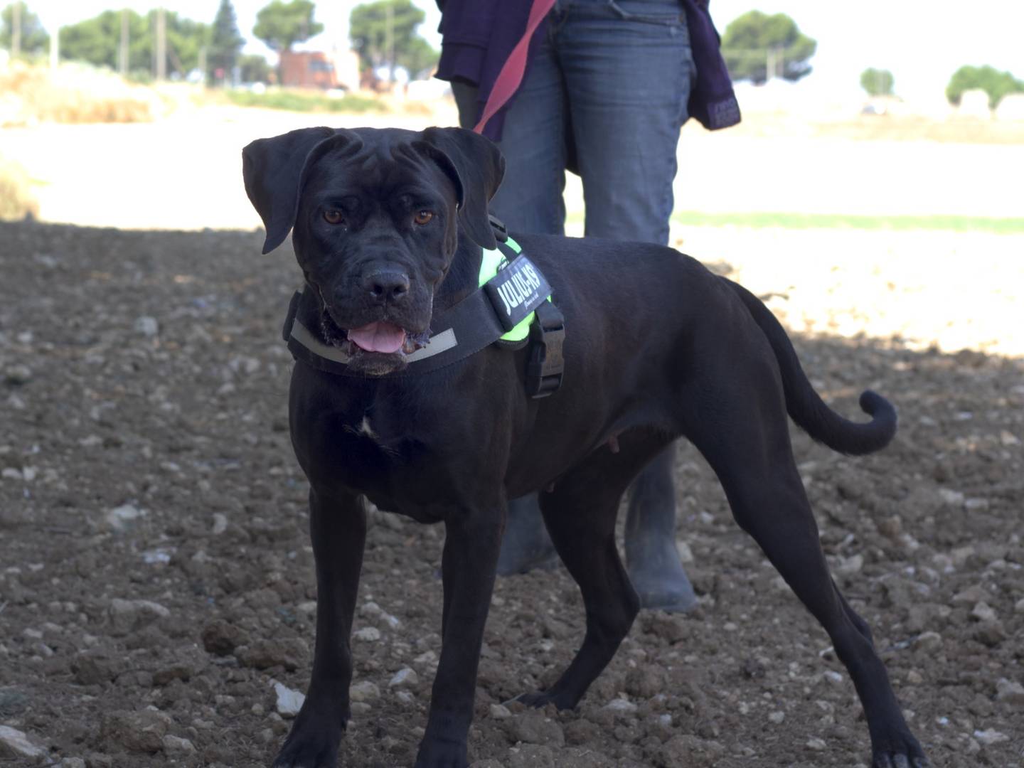 Adotta il cane MEGGIE a Taranto