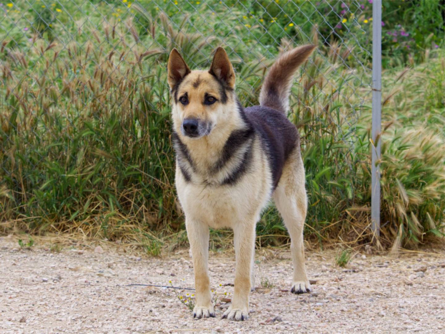 Adotta un cane, maschio, 9 anni  e 2 mesi , Taranto