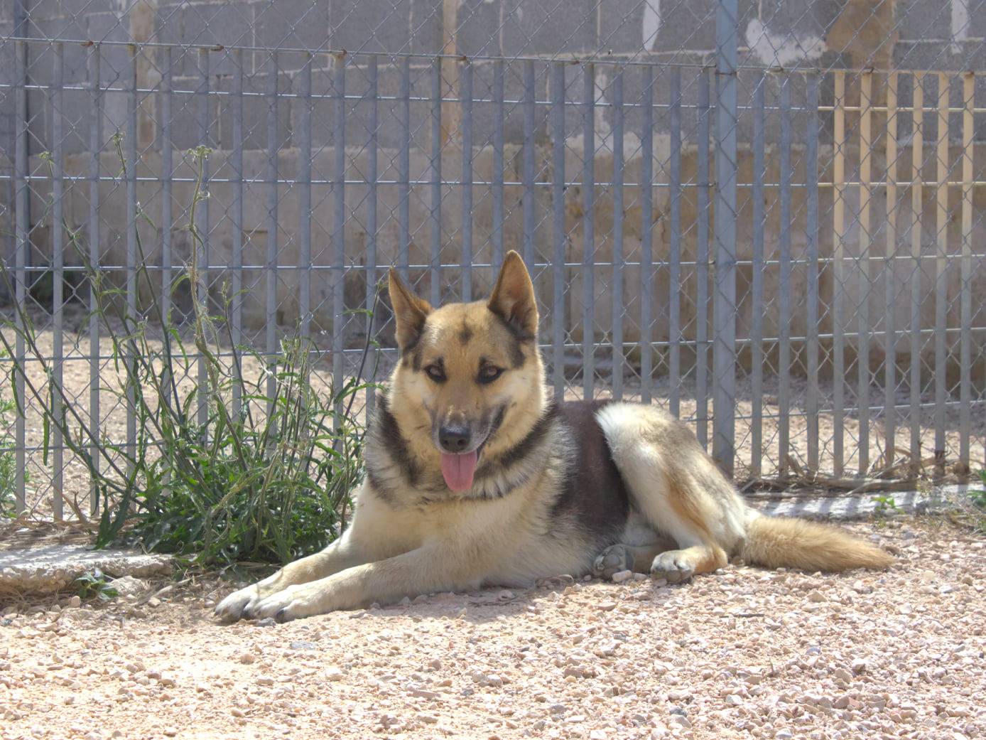 Adotta un cane, taglia media, maschio, Taranto