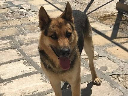 Vuoi adottare un cane a Taranto?