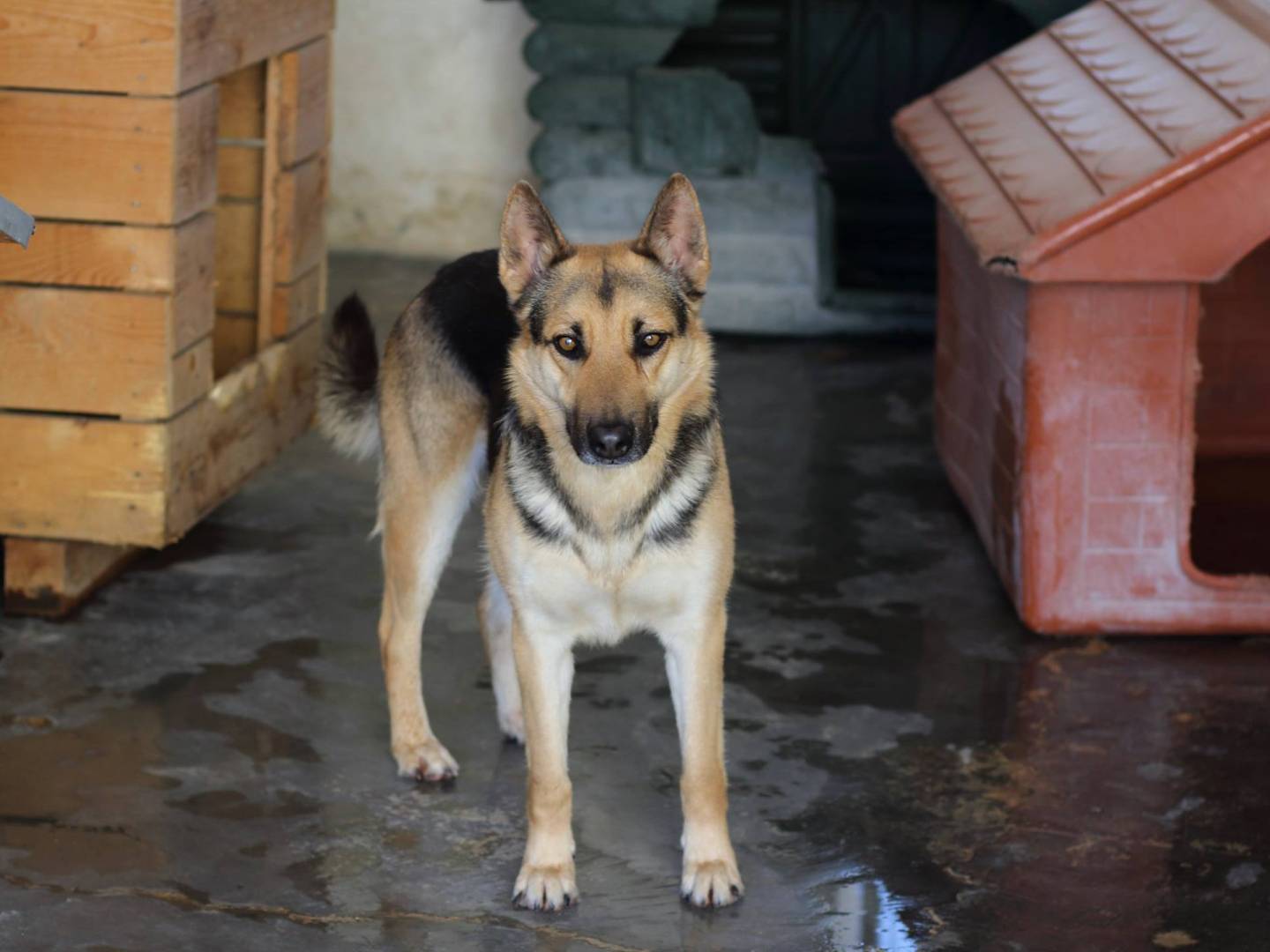 Adotta il cane RAUL a Taranto