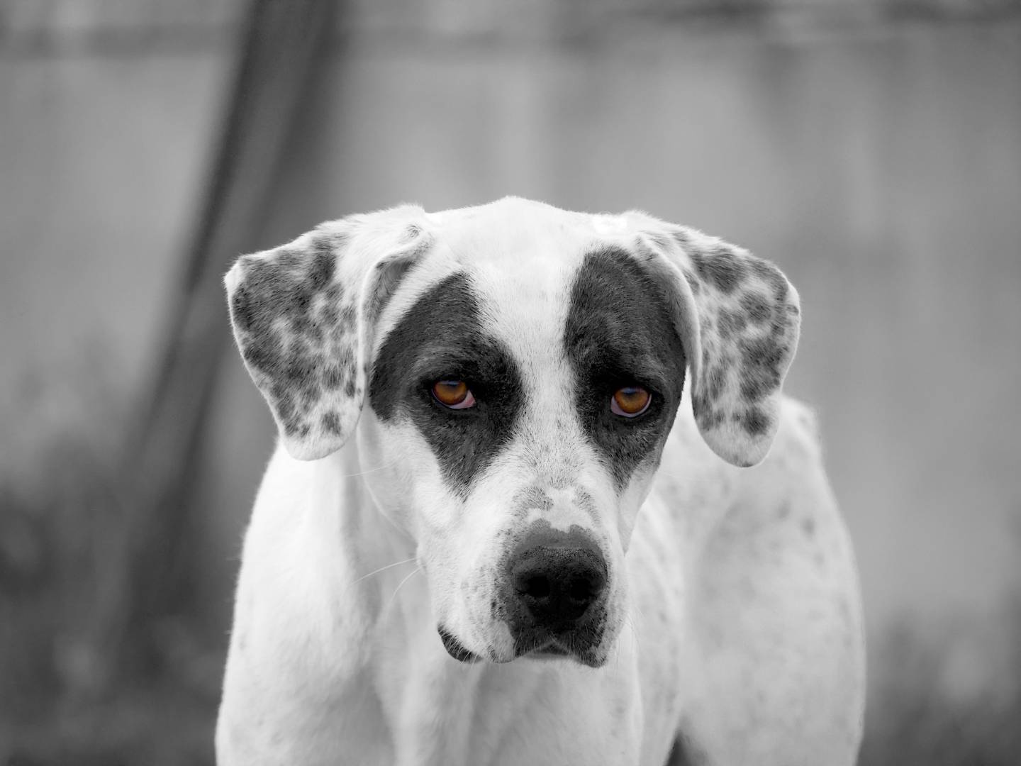 Foto dell'animale