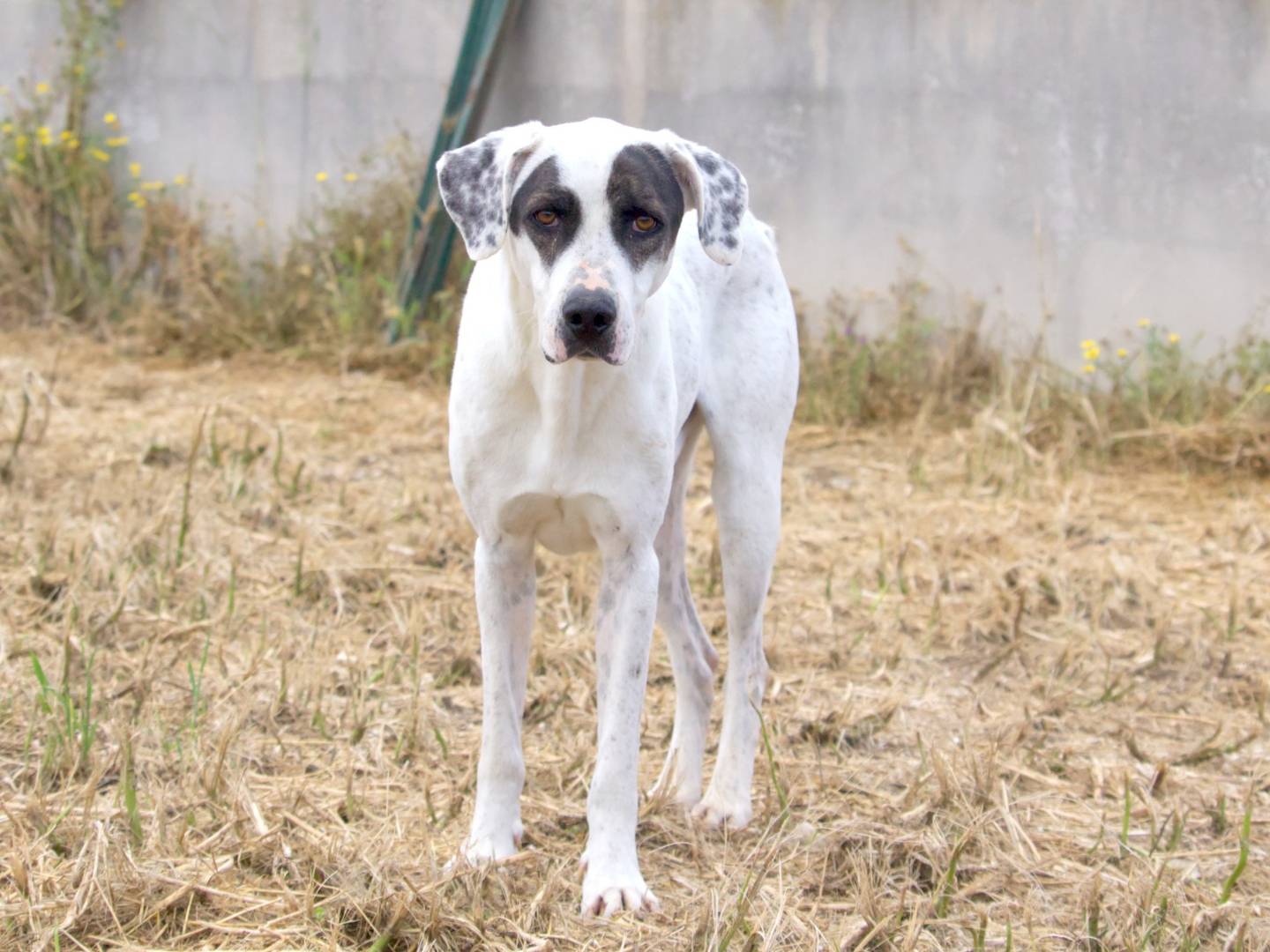 Adotta un cane, maschio, 4 anni  e 3 mesi , Taranto