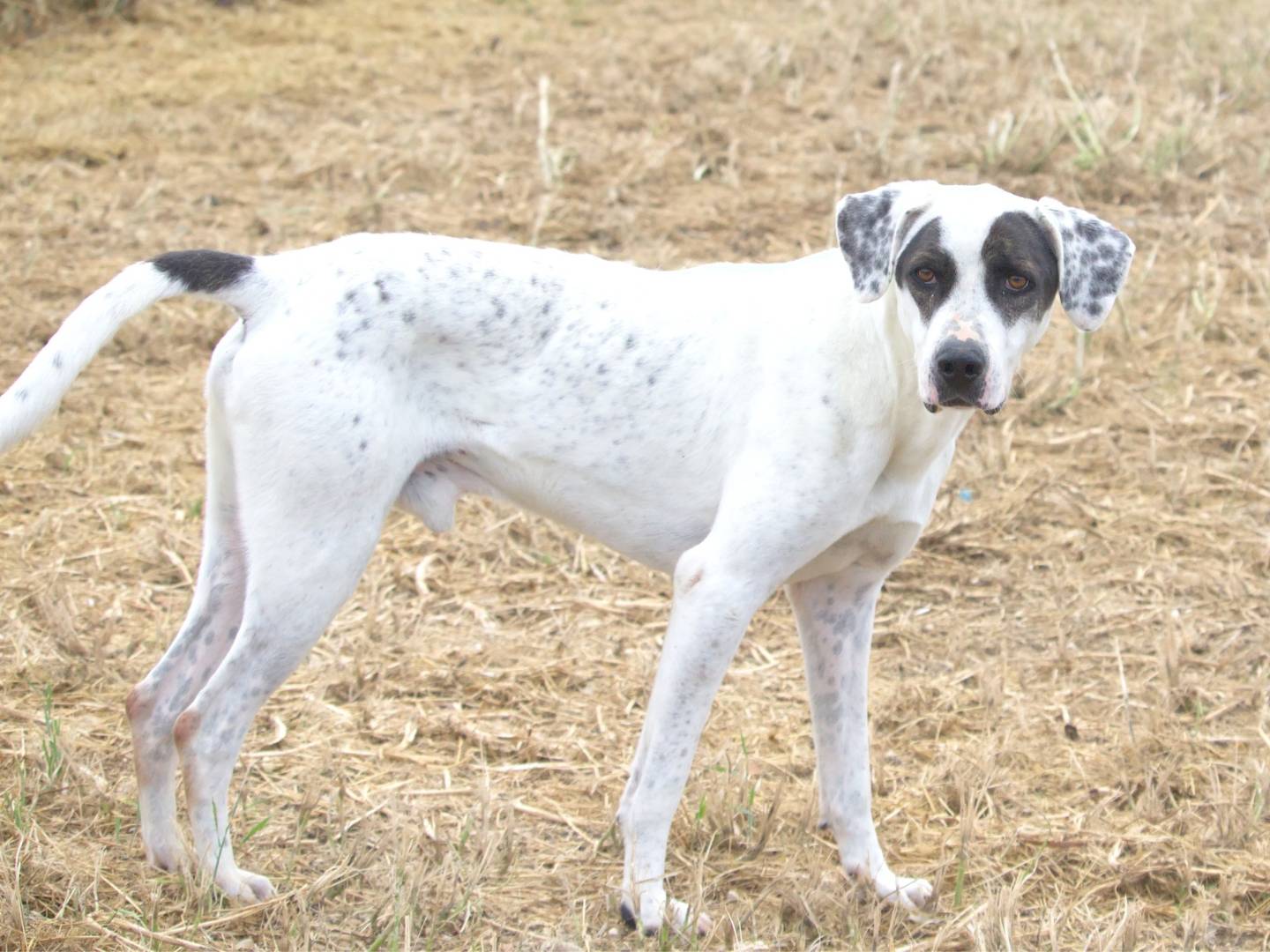 Adotta un cane, taglia media, maschio, Taranto