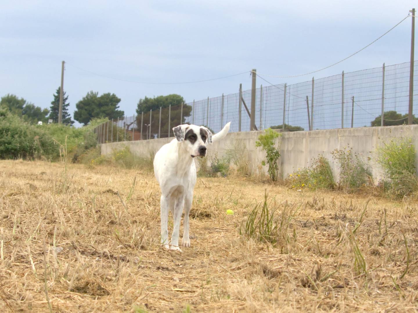 Vuoi adottare un cane a Taranto?