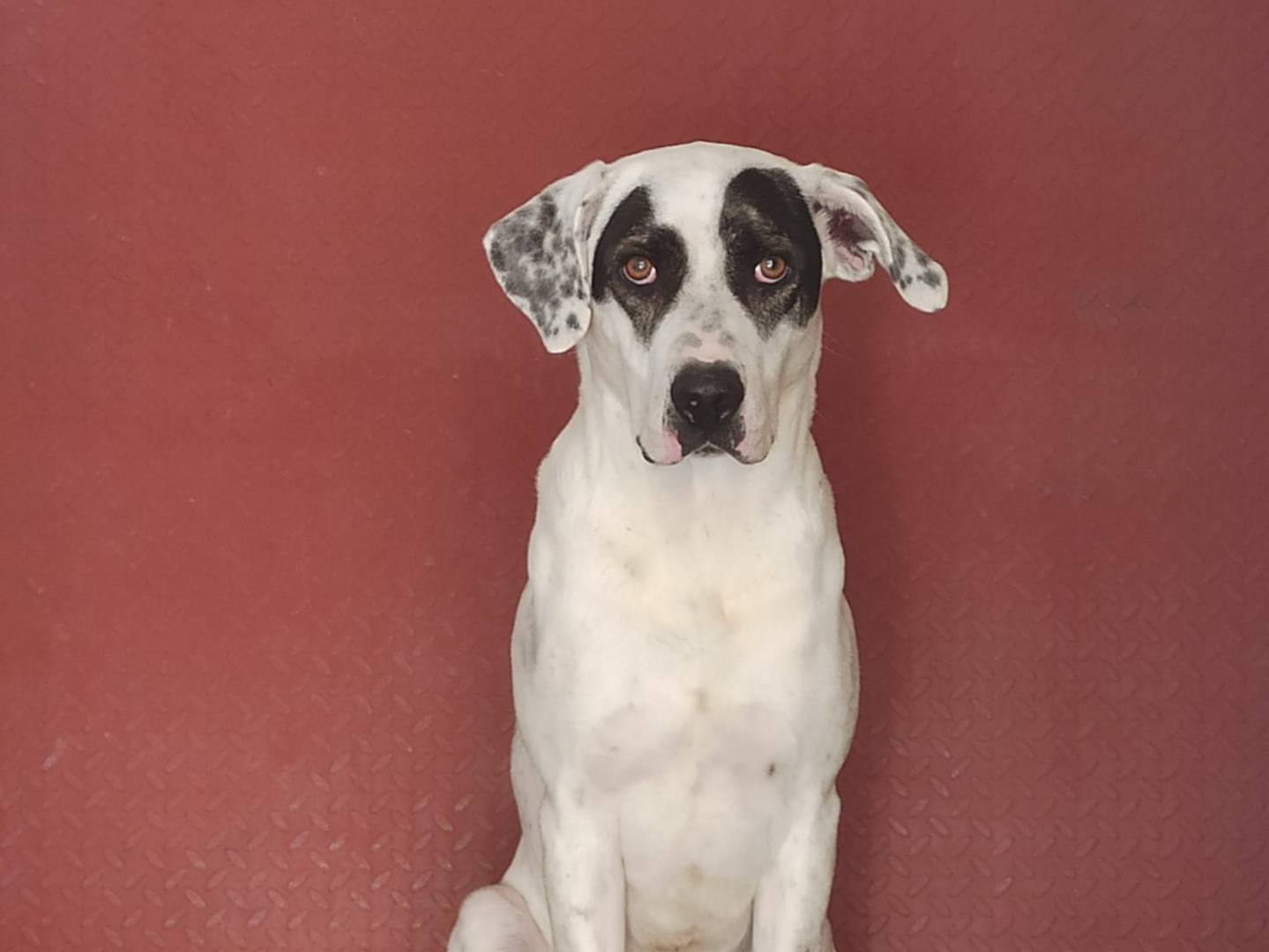 Adotta il cane ROMEO a Taranto