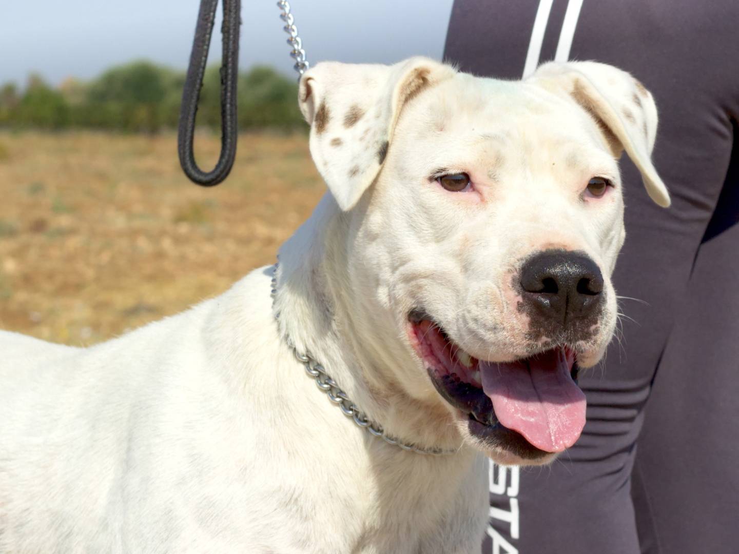 Adozione cane, femmina, meticcio, 4 anni  e 7 mesi , taglia grande, Taranto