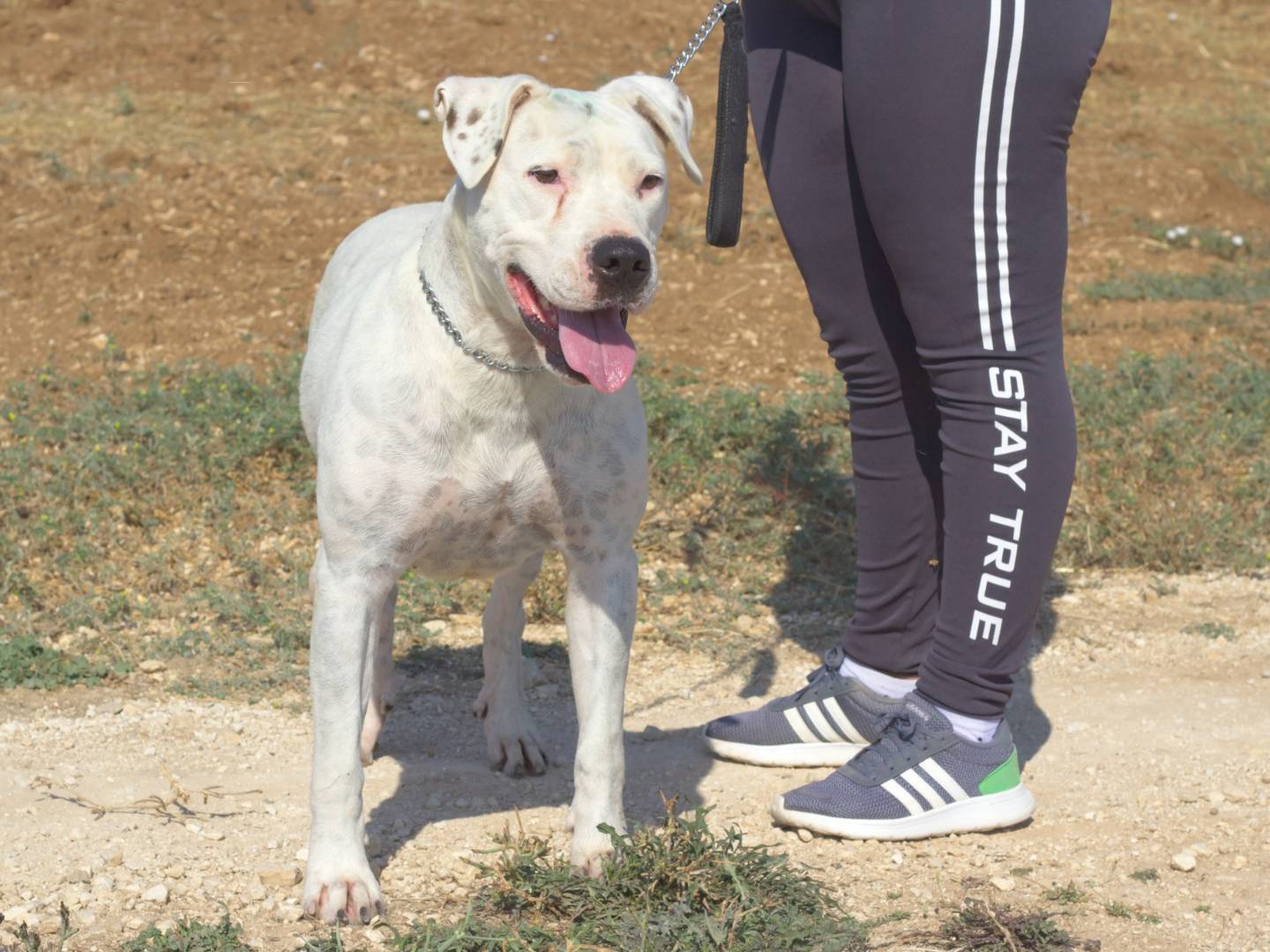 Adotta un cane, femmina, 4 anni  e 7 mesi , Taranto