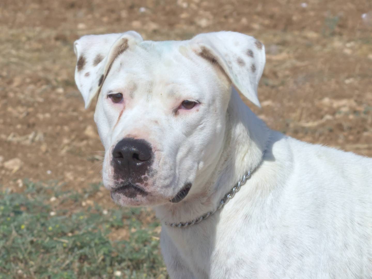 Adotta un cane, taglia grande, femmina, Taranto