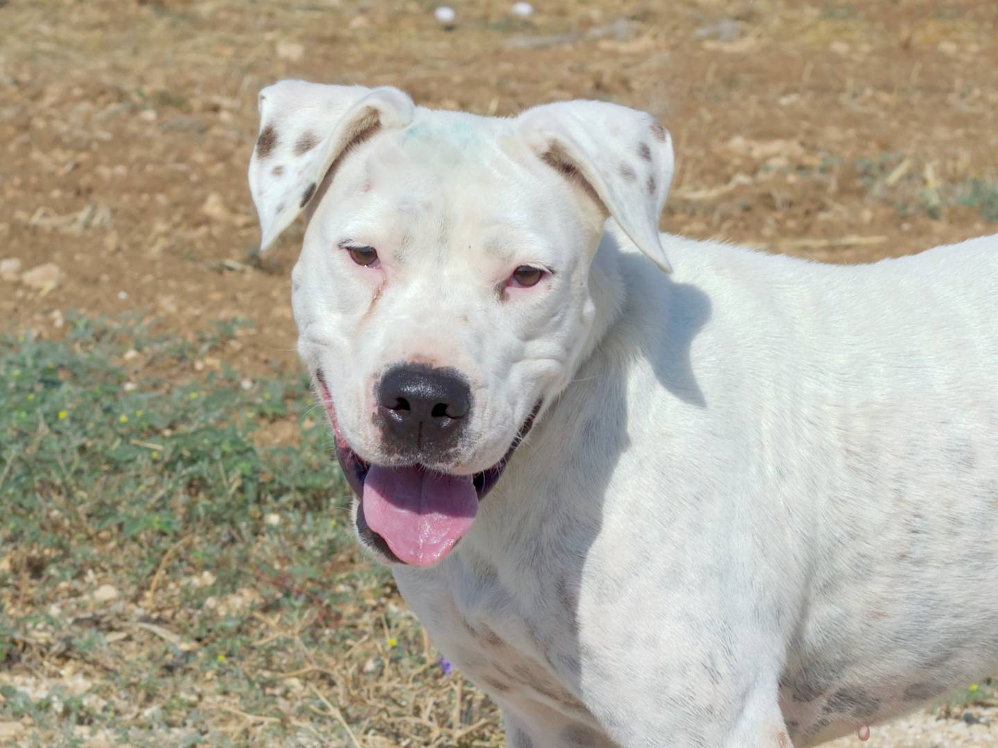 Vuoi adottare un cane a Taranto?