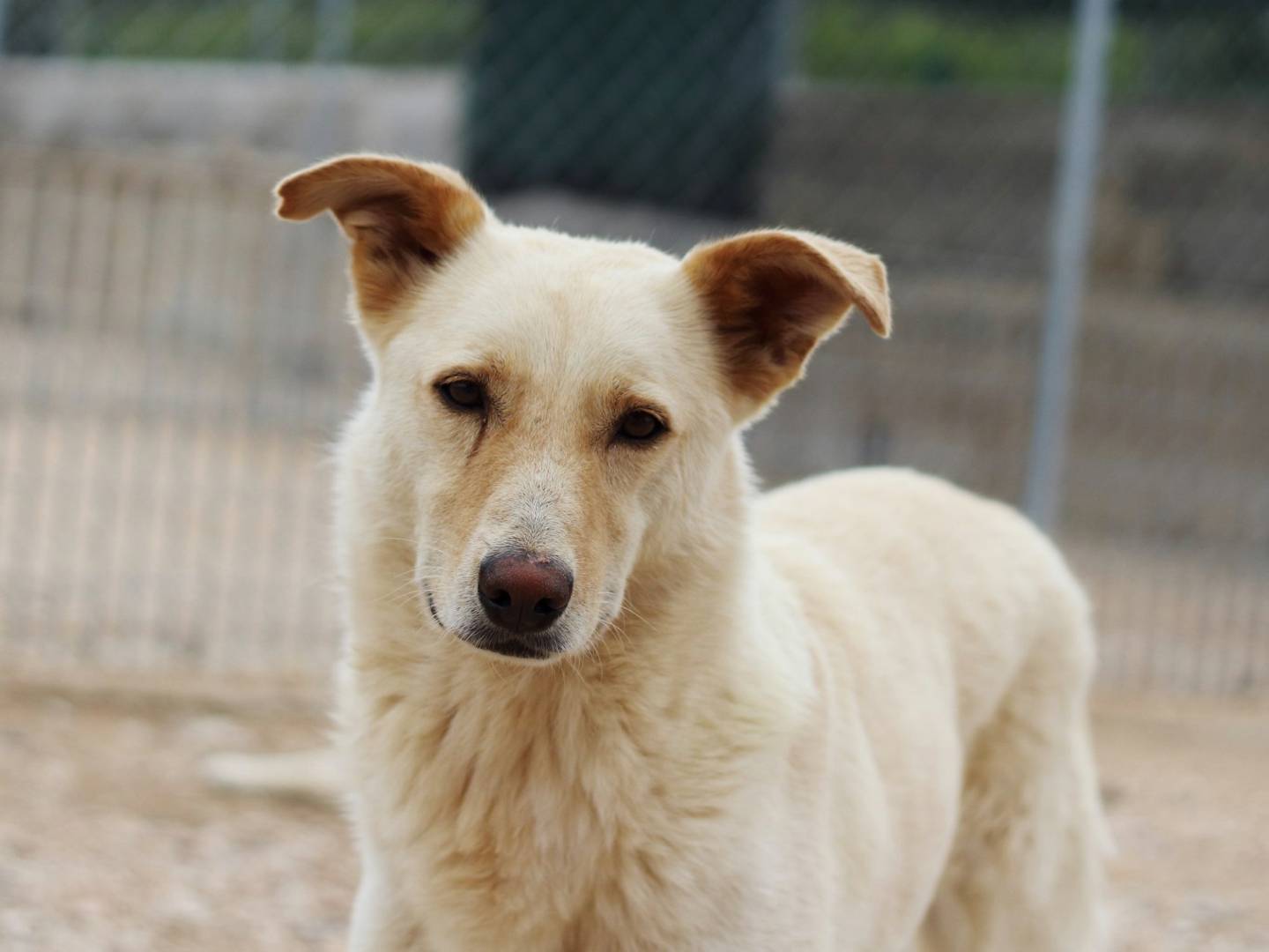 Adozione cane, maschio, meticcio, 7 anni , taglia media, Taranto