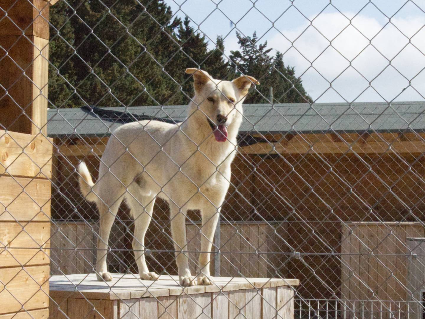 Vuoi adottare un cane a Taranto?