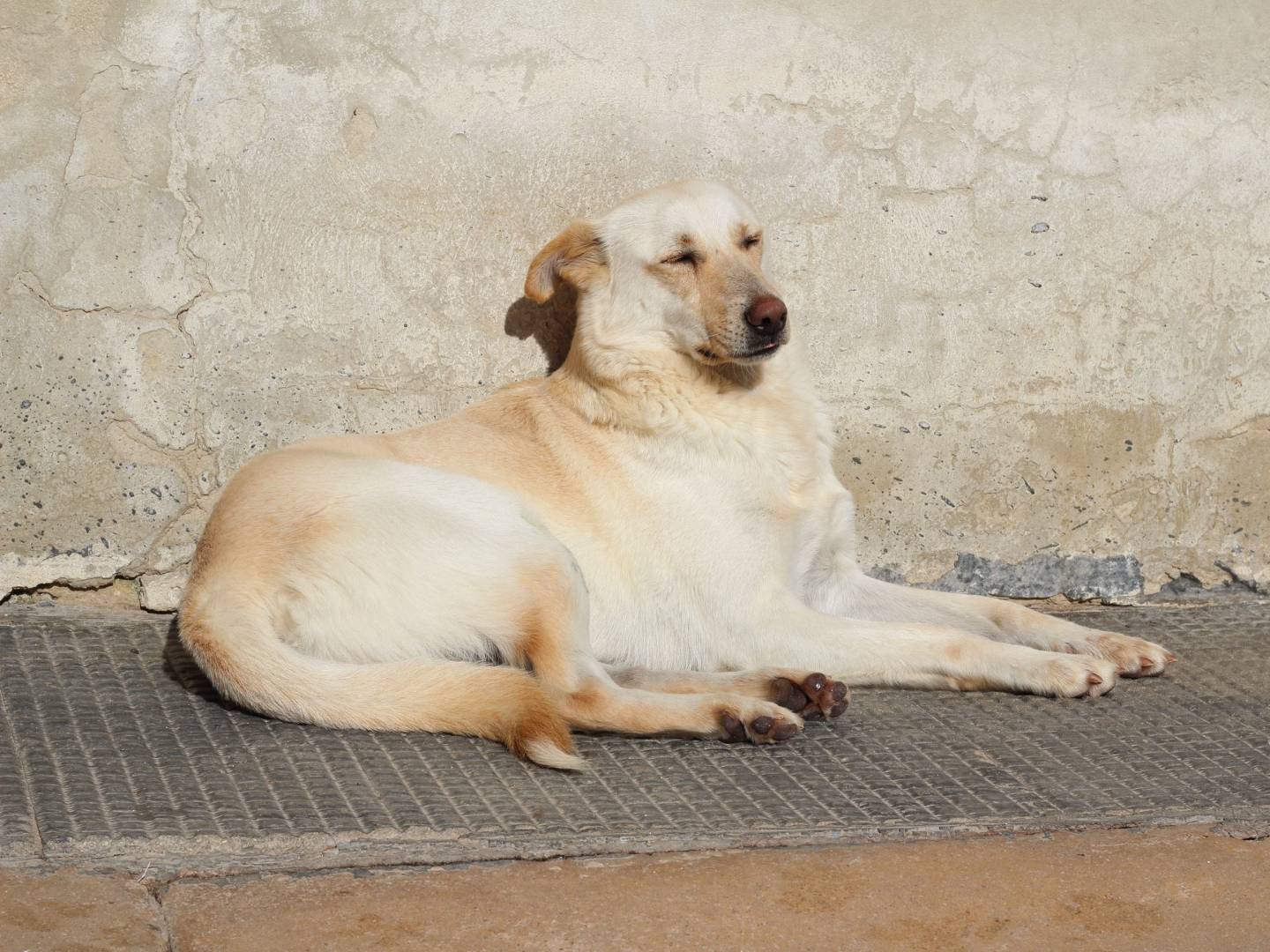 Adotta il cane BICIO a Taranto