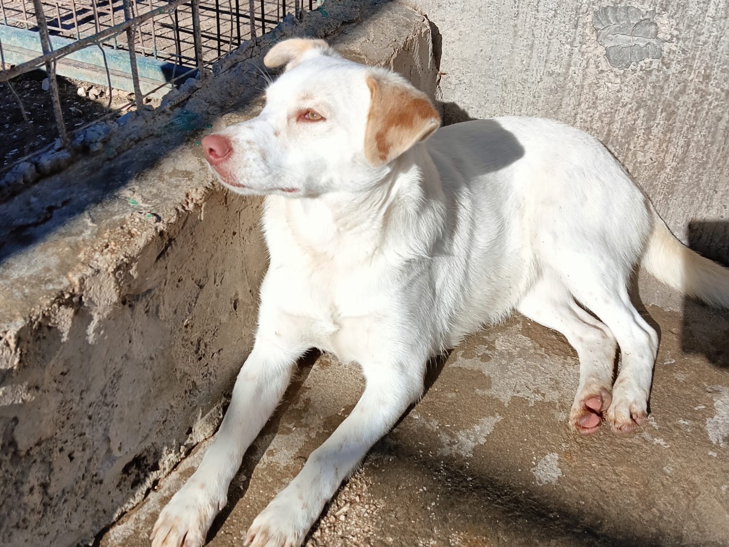 Adotta un cane, femmina, 3 anni  e 1 mese, Foggia
