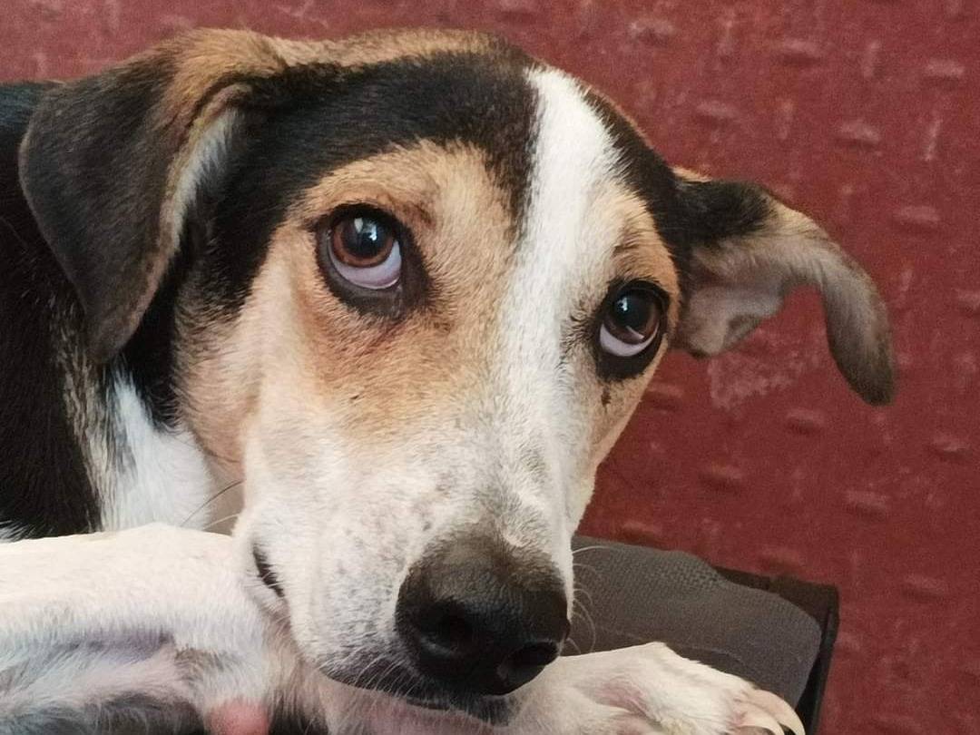Foto dell'animale