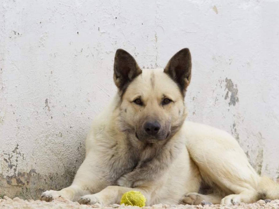 Adotta un cane, maschio, 7 anni  e 3 mesi , Taranto