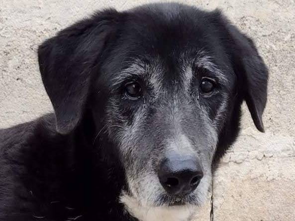 Adotta un cane, femmina, 14 anni e 6 mesi, Taranto