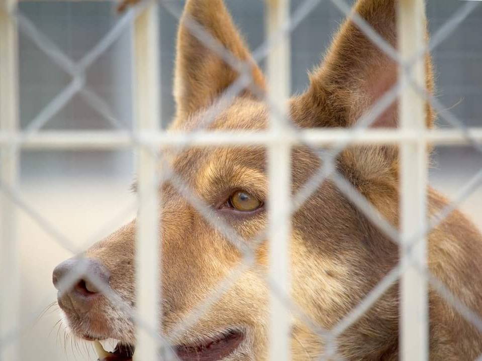 Foto 2 dell'animale