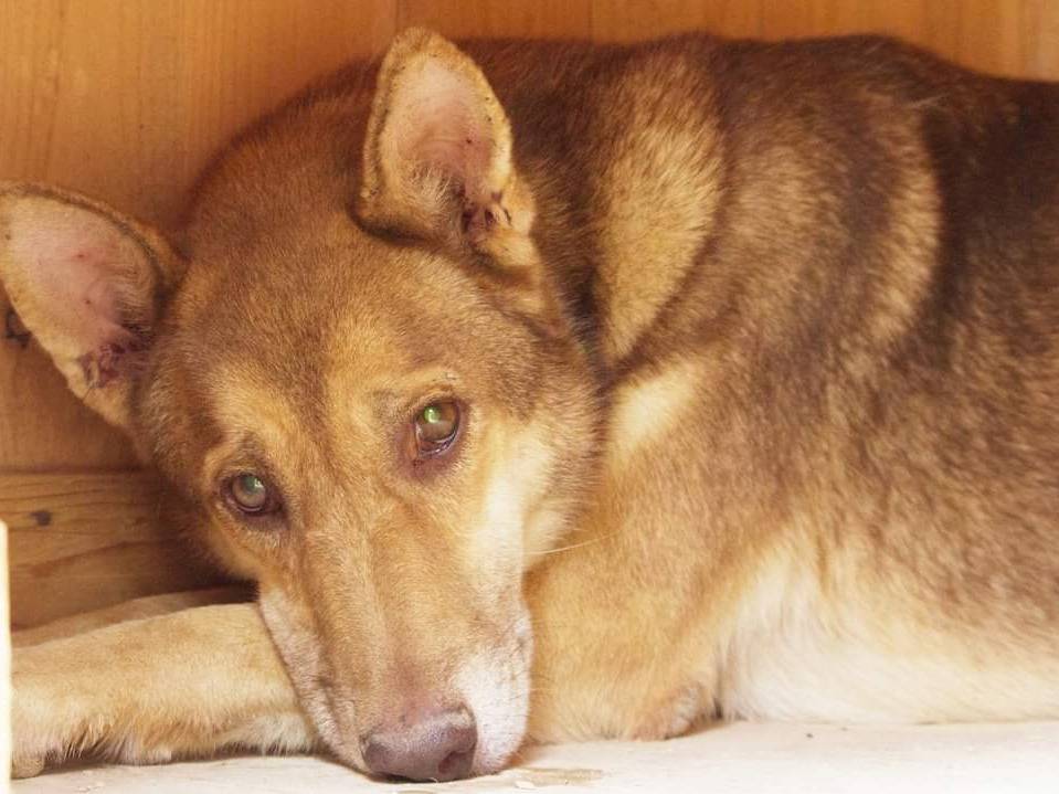 Foto dell'animale
