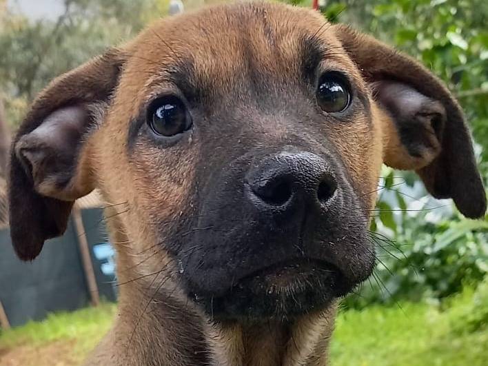 Adozione cane, maschio, meticcio, 2 anni e 3 mesi, taglia media, Cosenza