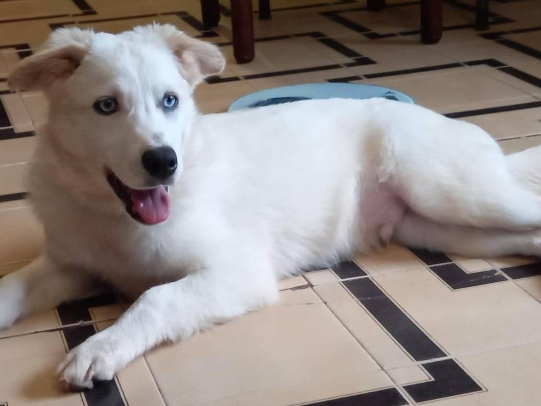 Adozione cane, maschio, meticcio, 2 anni e 6 mesi, taglia media contenuta, Cosenza