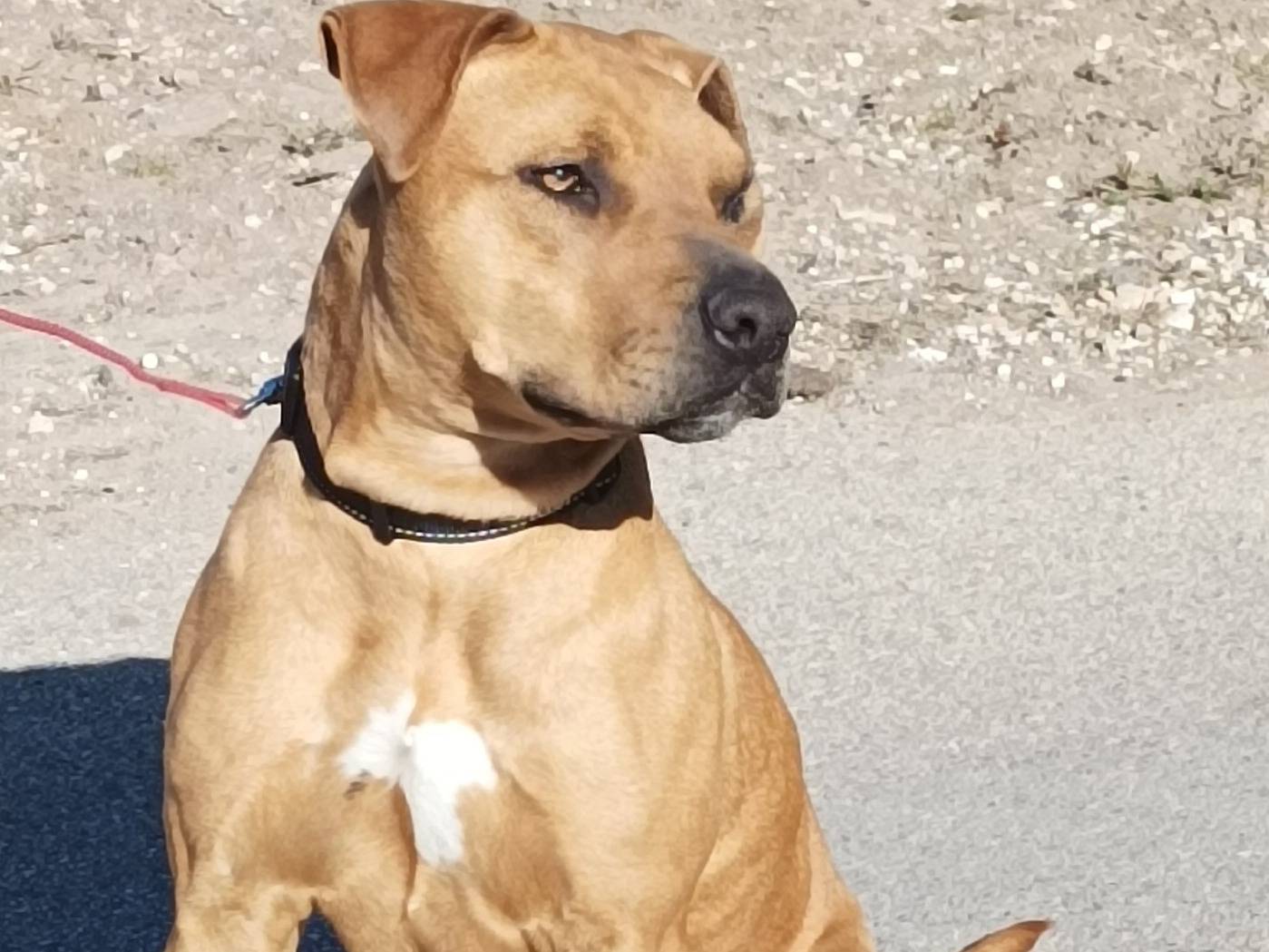 Adotta un cane, femmina, 3 anni  e 9 mesi , Taranto