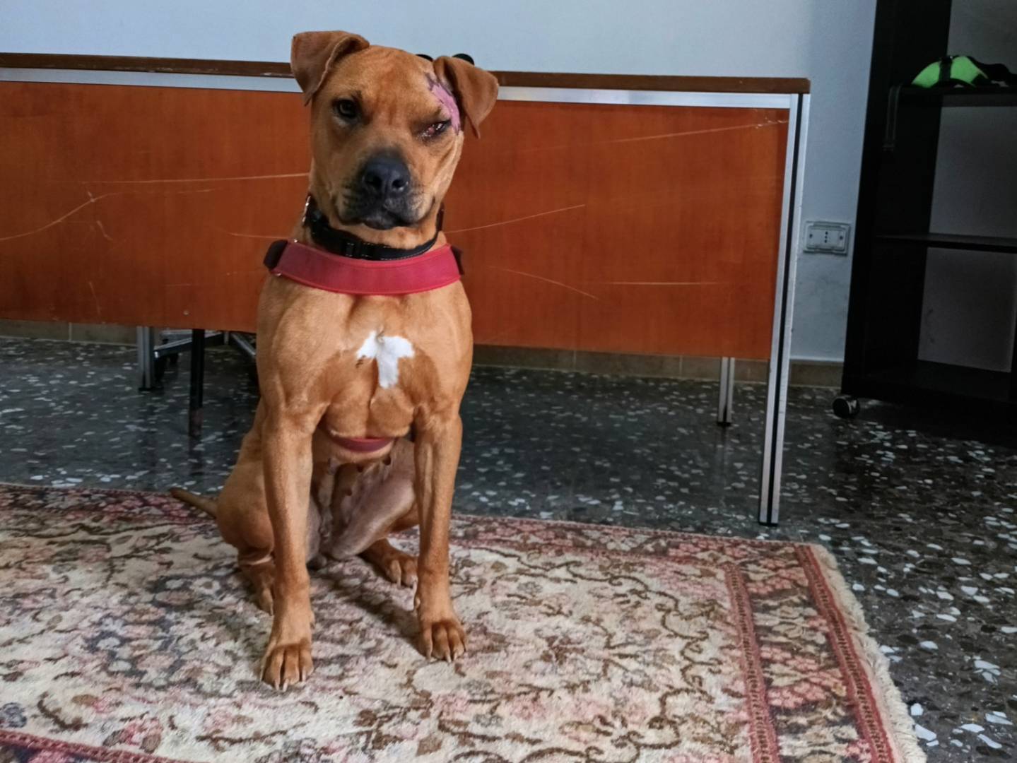 Adotta un cane, taglia grande, femmina, Taranto