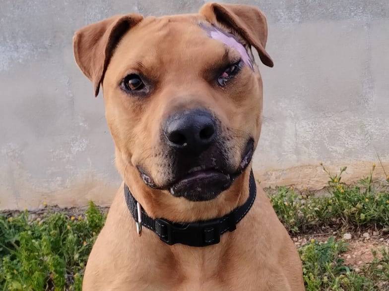 Adotta il cane INDIA a Taranto