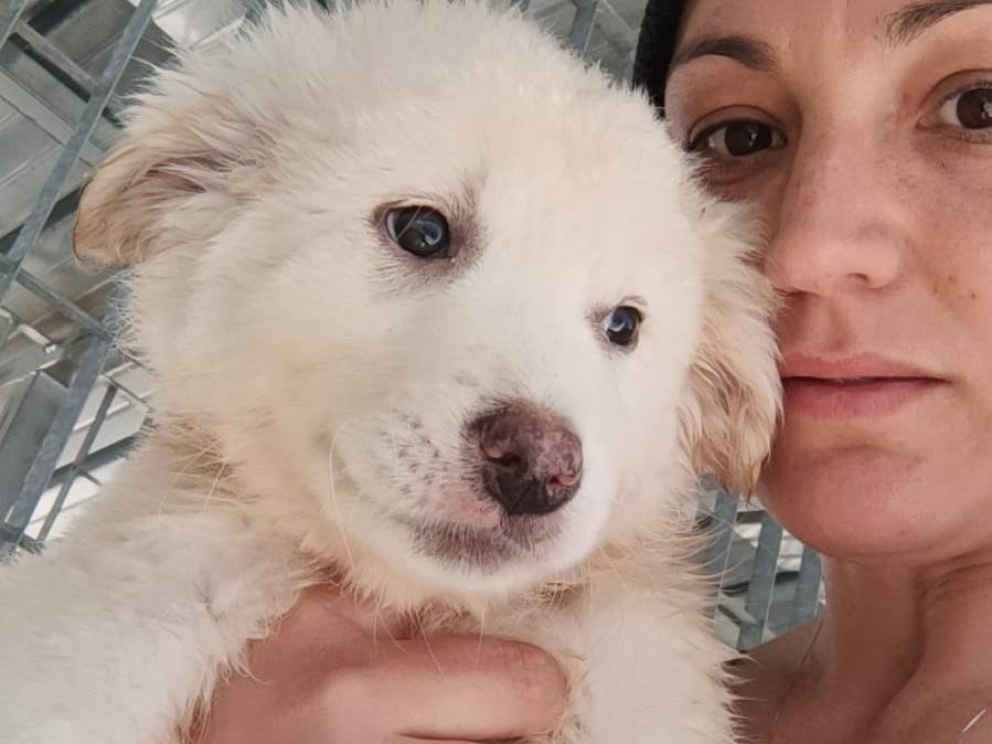 Foto dell'animale