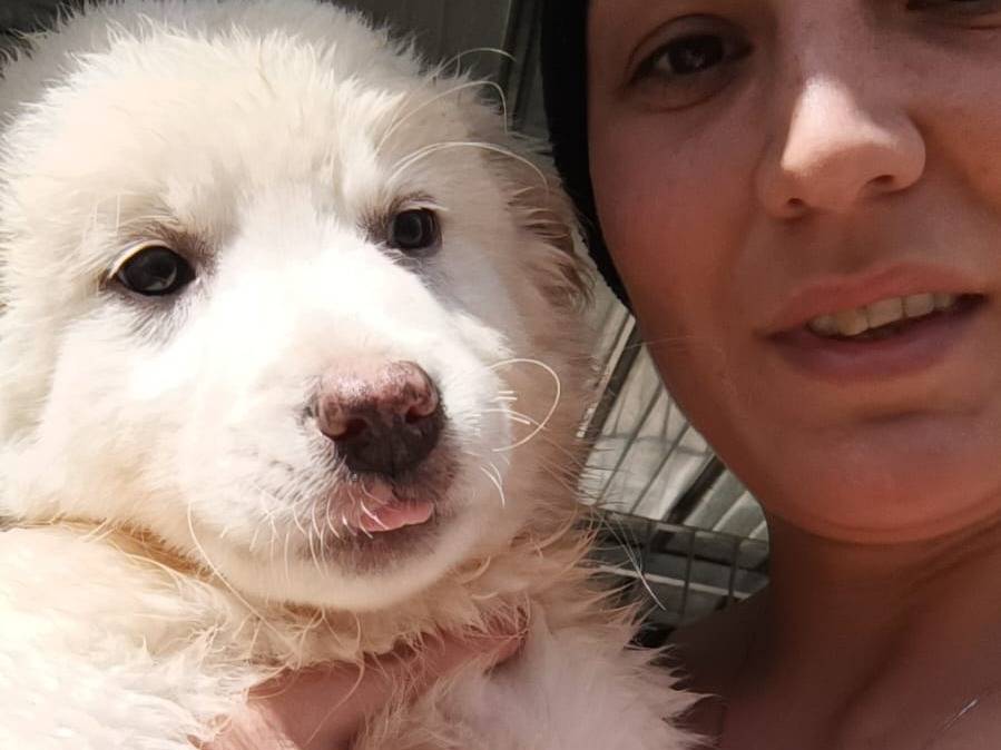 Adotta un cane, taglia media contenuta, maschio, Caserta