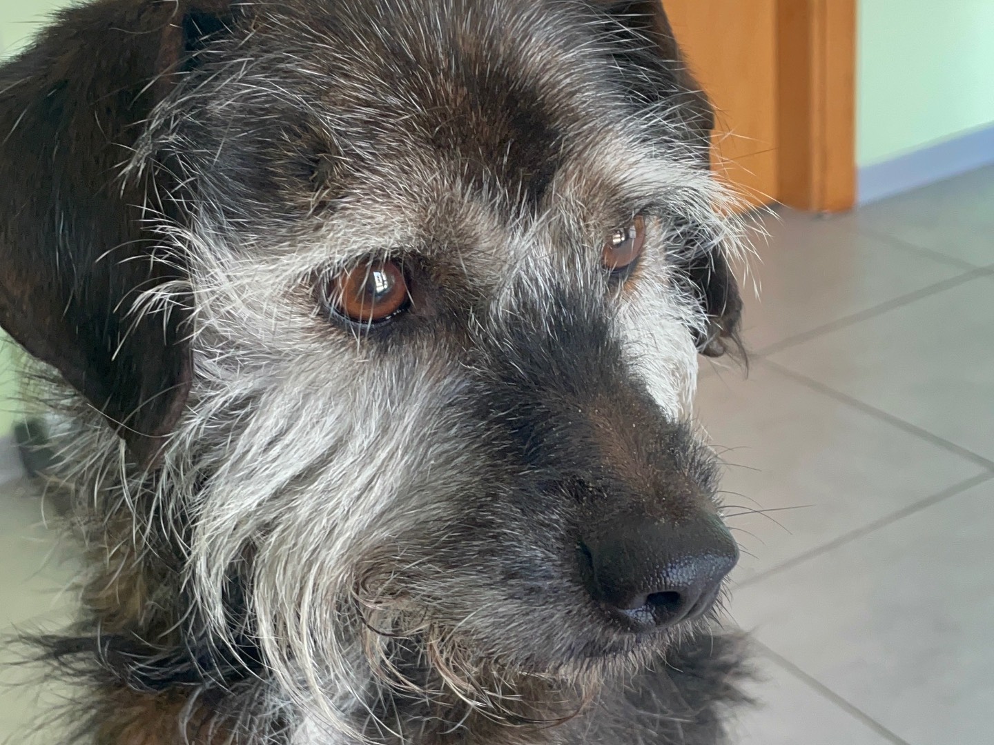 Adozione cane, maschio, Razza sconosciuta Razza sconosciuta, 11 anni  e 1 mese, taglia piccola, Milano